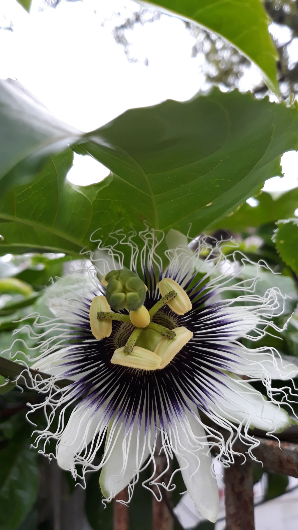 A horta sustentável da Casa do Corujinha terá em breve&nbsp;Maracujás